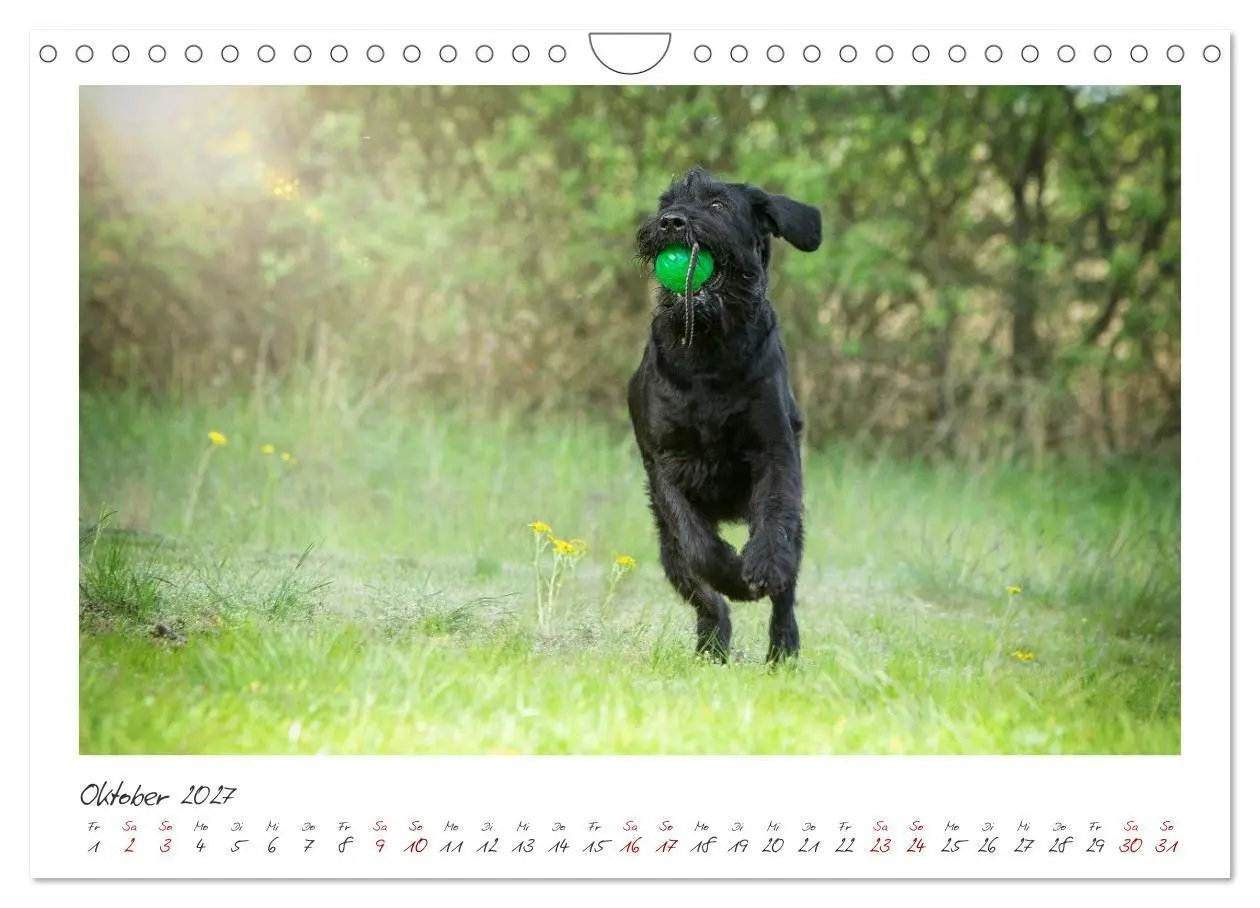 Bild: 9783516780703 | Riesenschnauzer - Treue Partner (Wandkalender 2027 DIN A4 quer),...