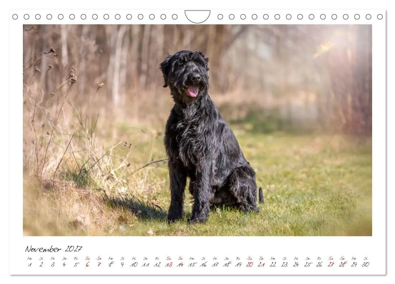Bild: 9783516780703 | Riesenschnauzer - Treue Partner (Wandkalender 2027 DIN A4 quer),...