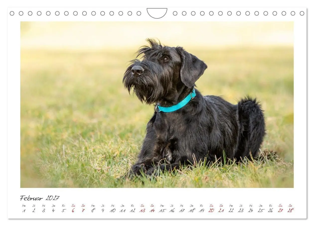 Bild: 9783516780703 | Riesenschnauzer - Treue Partner (Wandkalender 2027 DIN A4 quer),...