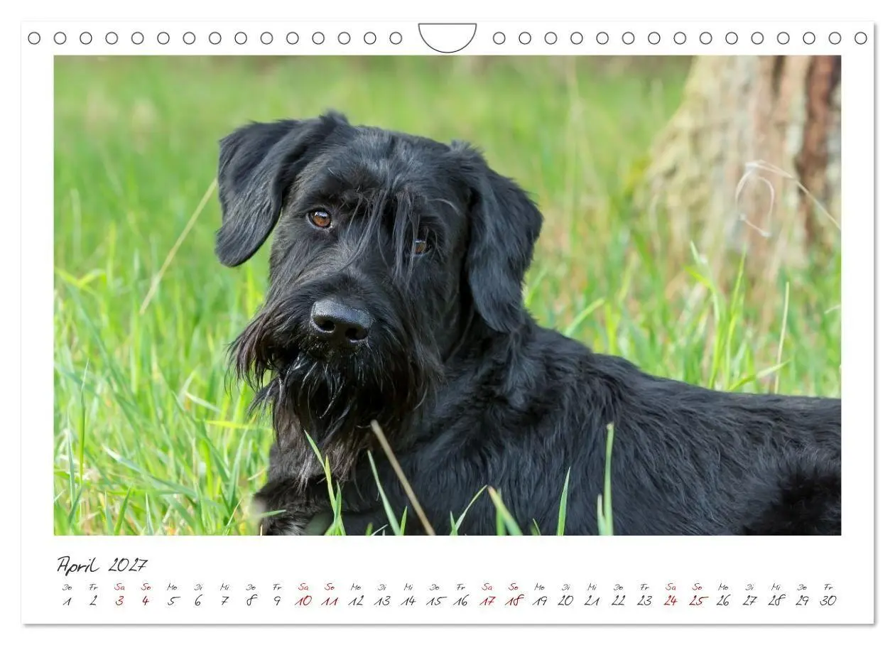 Bild: 9783516780703 | Riesenschnauzer - Treue Partner (Wandkalender 2027 DIN A4 quer),...