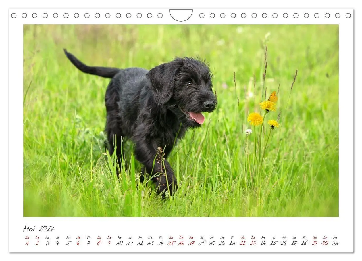 Bild: 9783516780703 | Riesenschnauzer - Treue Partner (Wandkalender 2027 DIN A4 quer),...