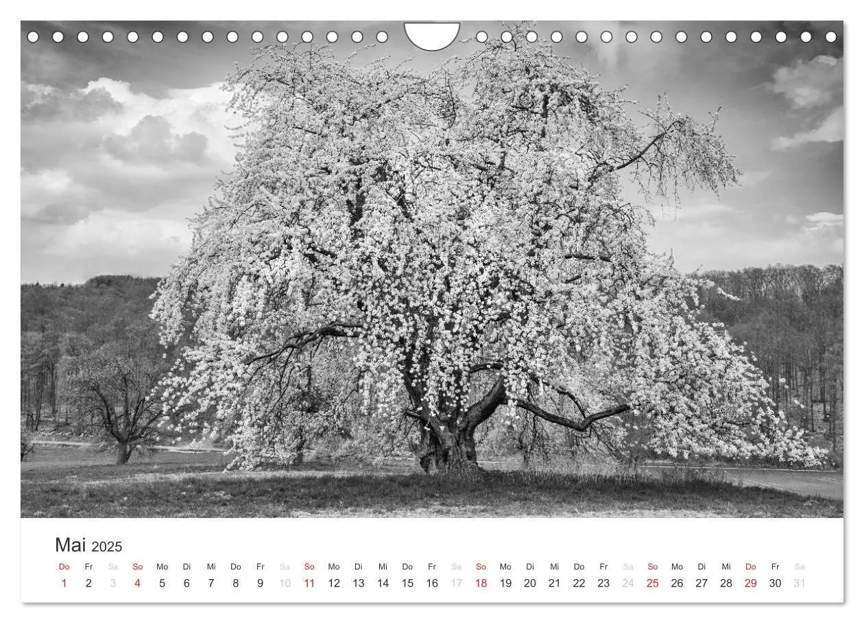 Bild: 9783435660803 | Bäume - Naturschönheiten in schwarz-weiß (Wandkalender 2025 DIN A4...
