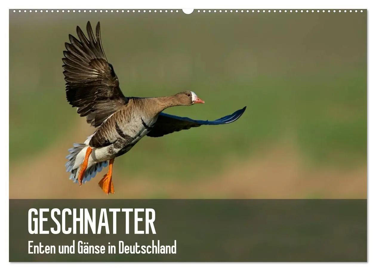 Cover: 9783516080803 | Geschnatter - Enten und Gänse in Deutschland (Wandkalender 2026 DIN...