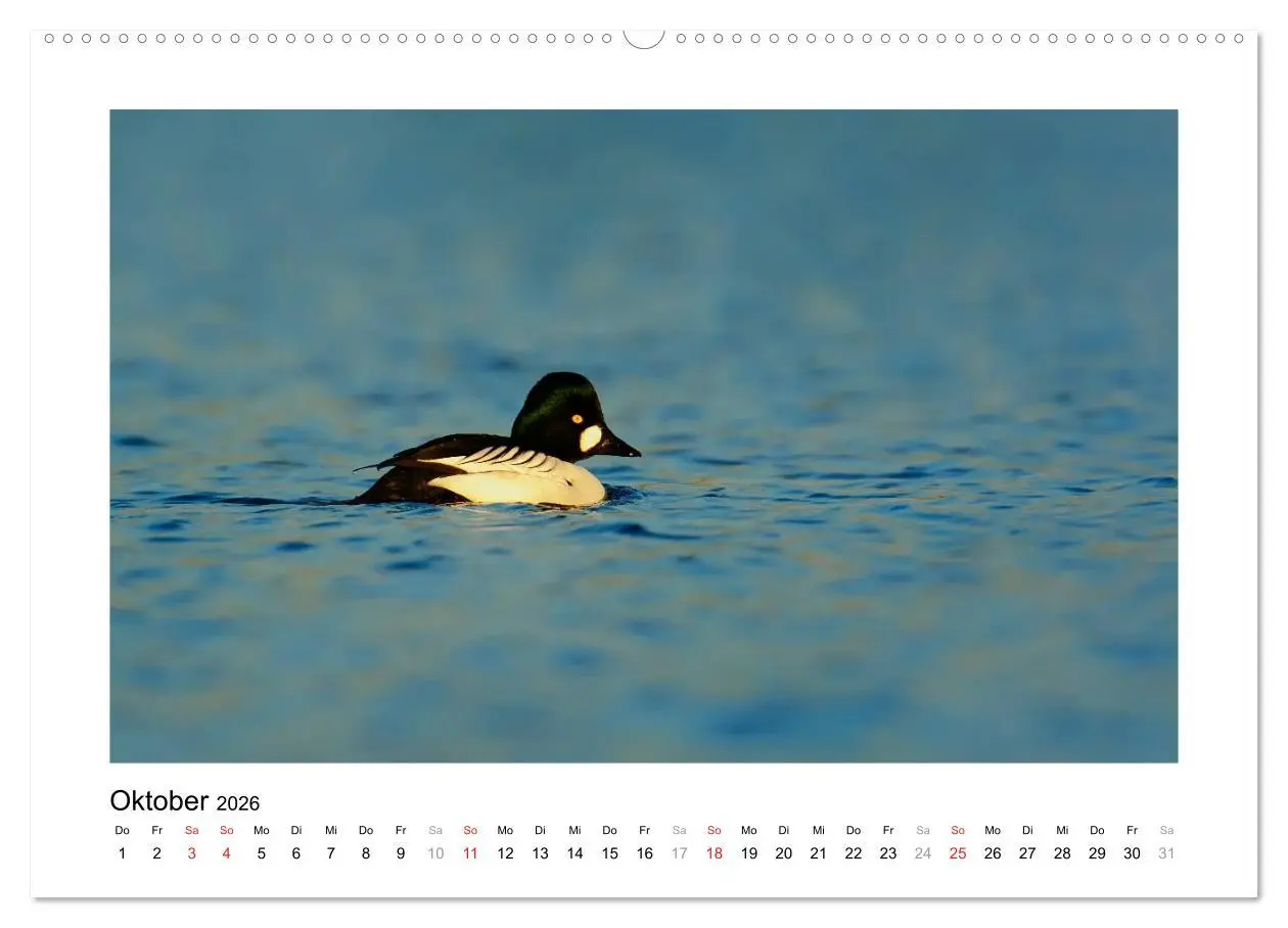 Bild: 9783516080803 | Geschnatter - Enten und Gänse in Deutschland (Wandkalender 2026 DIN...