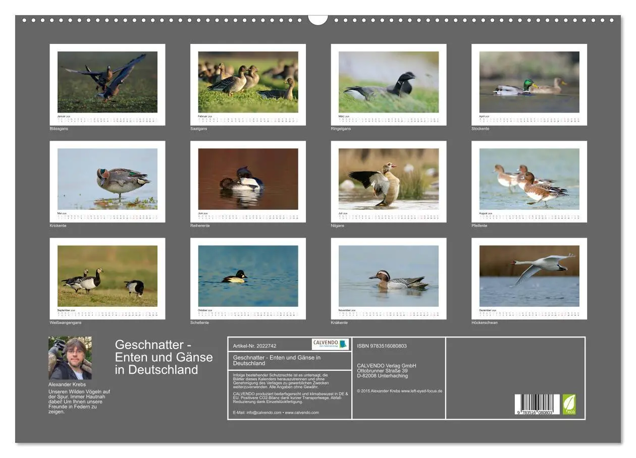 Bild: 9783516080803 | Geschnatter - Enten und Gänse in Deutschland (Wandkalender 2026 DIN...