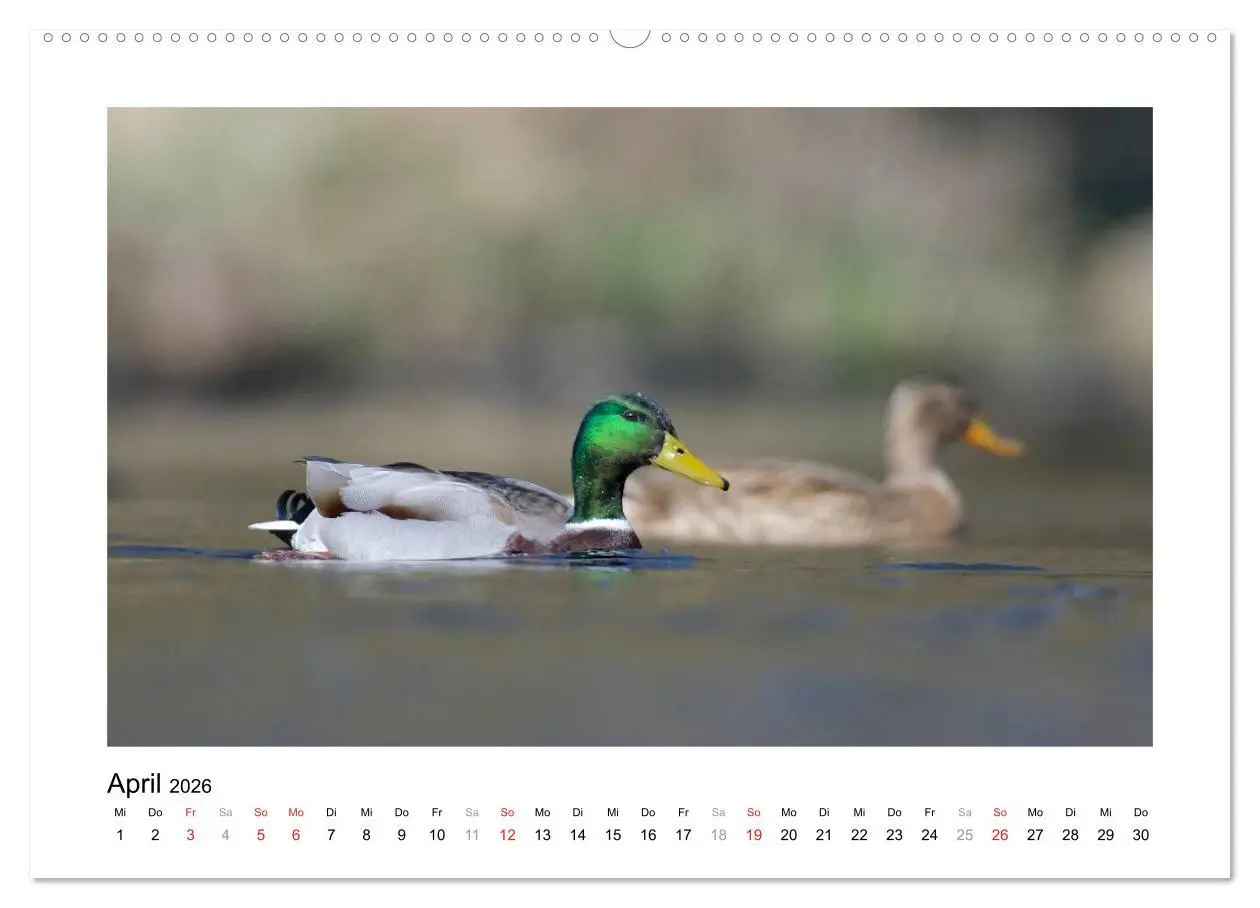 Bild: 9783516080803 | Geschnatter - Enten und Gänse in Deutschland (Wandkalender 2026 DIN...
