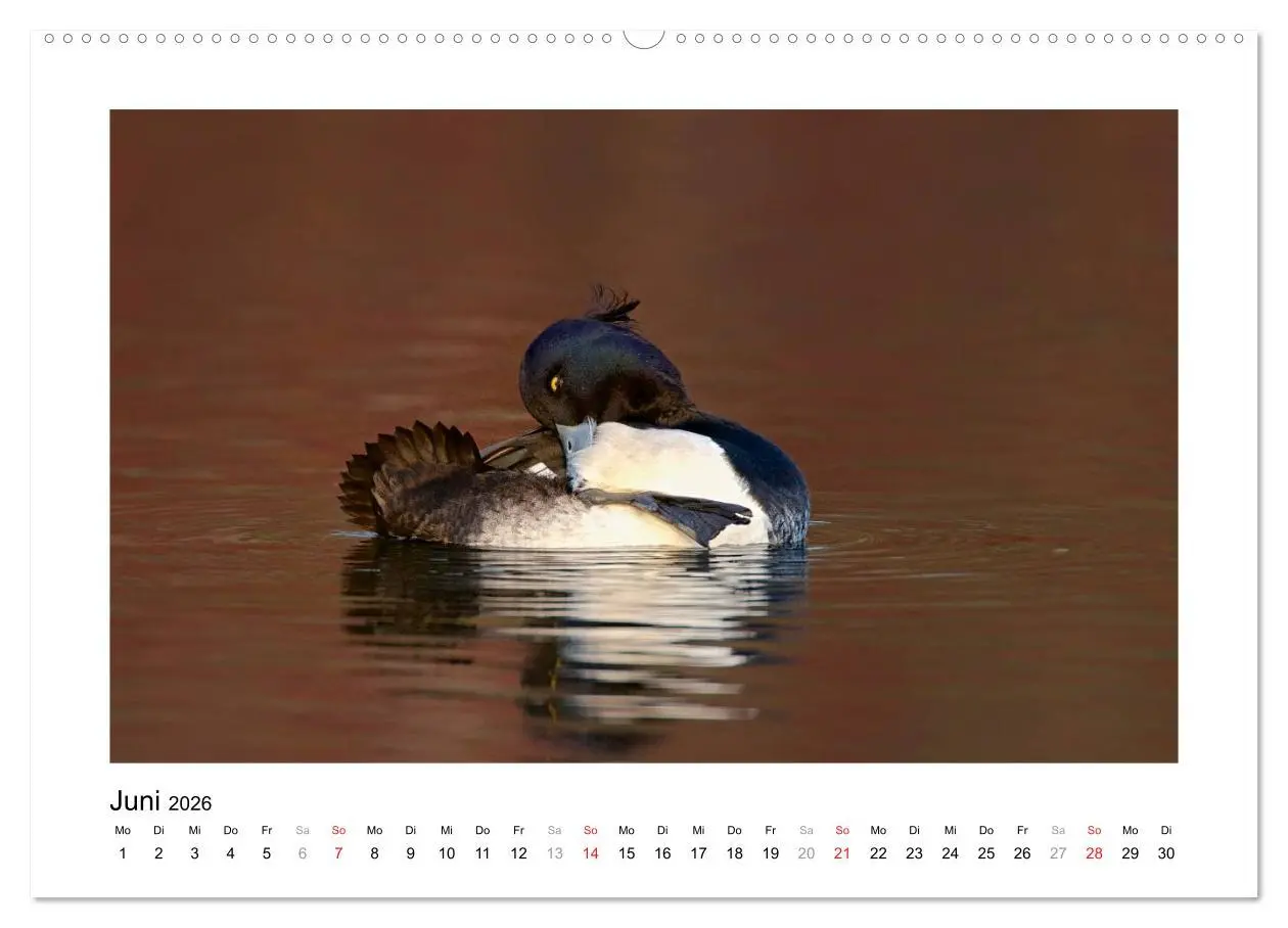 Bild: 9783516080803 | Geschnatter - Enten und Gänse in Deutschland (Wandkalender 2026 DIN...