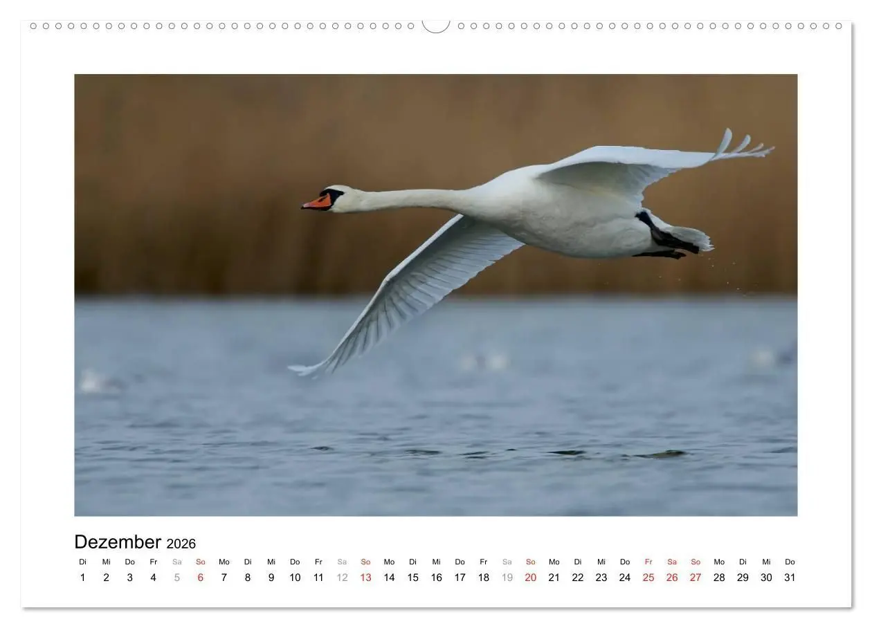Bild: 9783516080803 | Geschnatter - Enten und Gänse in Deutschland (Wandkalender 2026 DIN...