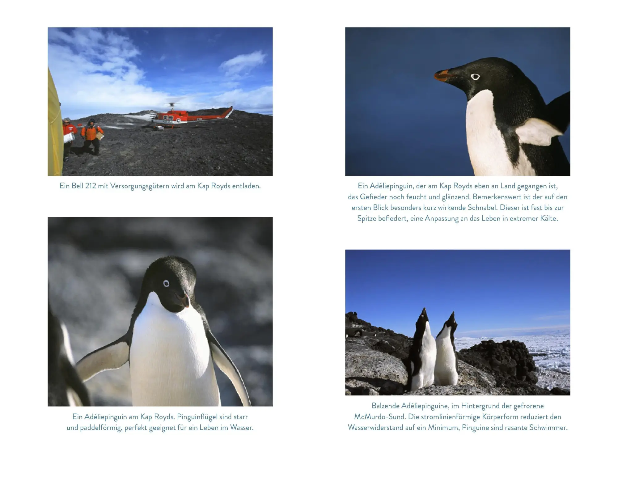 Bild: 9783989620803 | Die Pinguinforscherin | Mein Alltag am Ende der Welt | Louise Blight