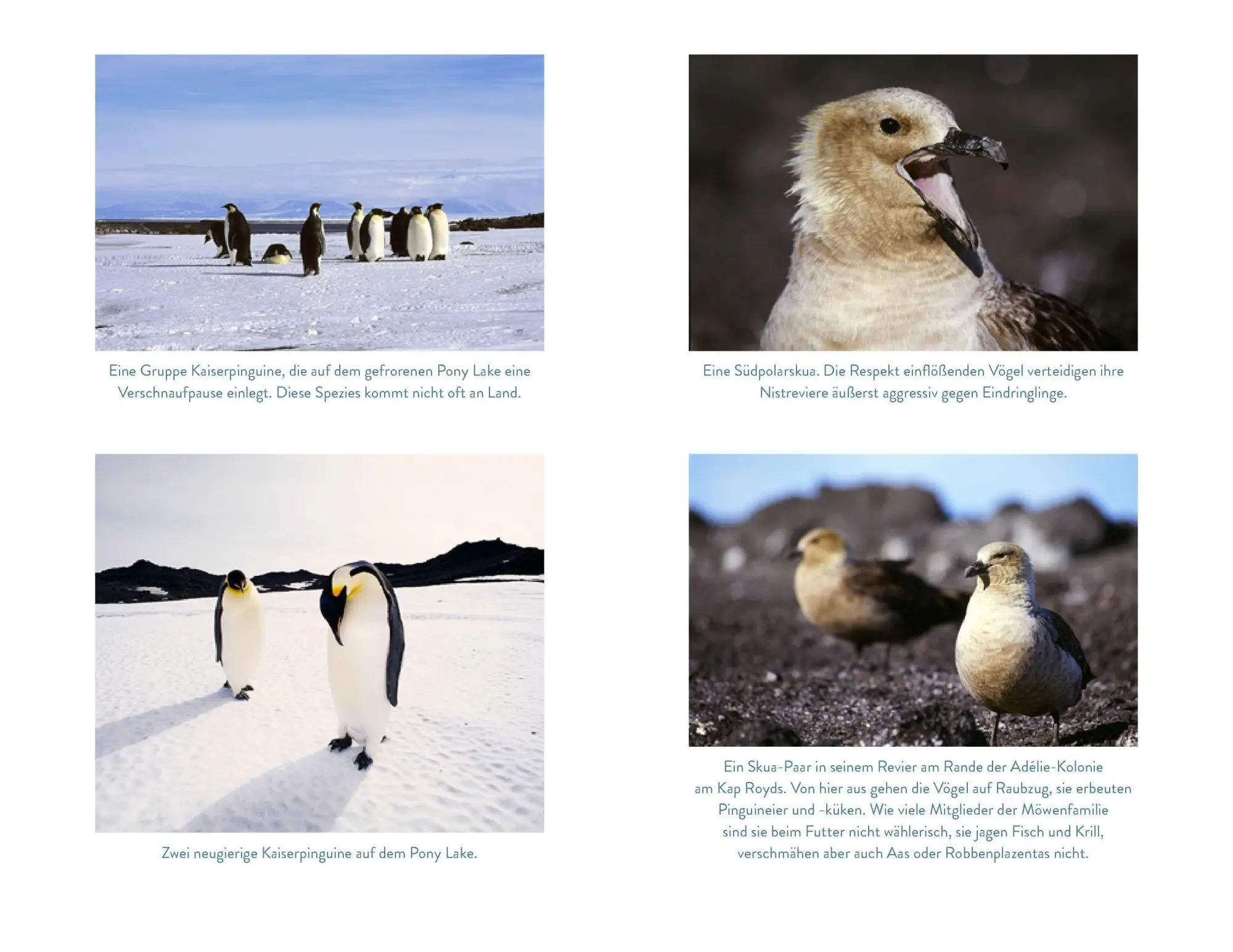 Bild: 9783989620803 | Die Pinguinforscherin | Mein Alltag am Ende der Welt | Louise Blight