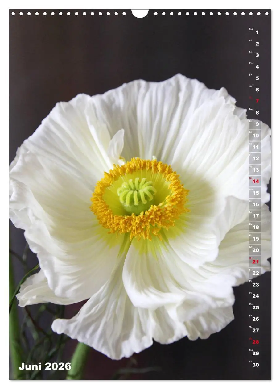 Bild: 9783516380903 | Mohn - Ein Blütentraum (Wandkalender 2026 DIN A3 hoch), CALVENDO...