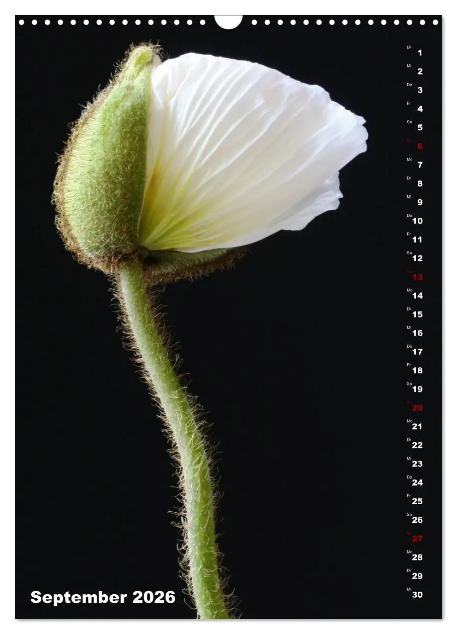 Bild: 9783516380903 | Mohn - Ein Blütentraum (Wandkalender 2026 DIN A3 hoch), CALVENDO...