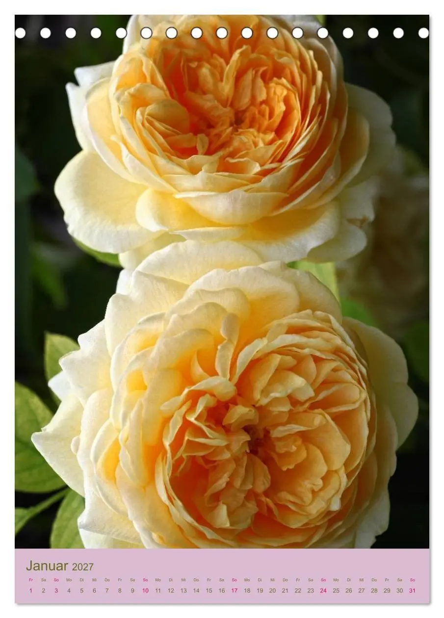 Bild: 9783594050903 | Rosen Symphonie (Tischkalender 2027 DIN A5 hoch), CALVENDO...