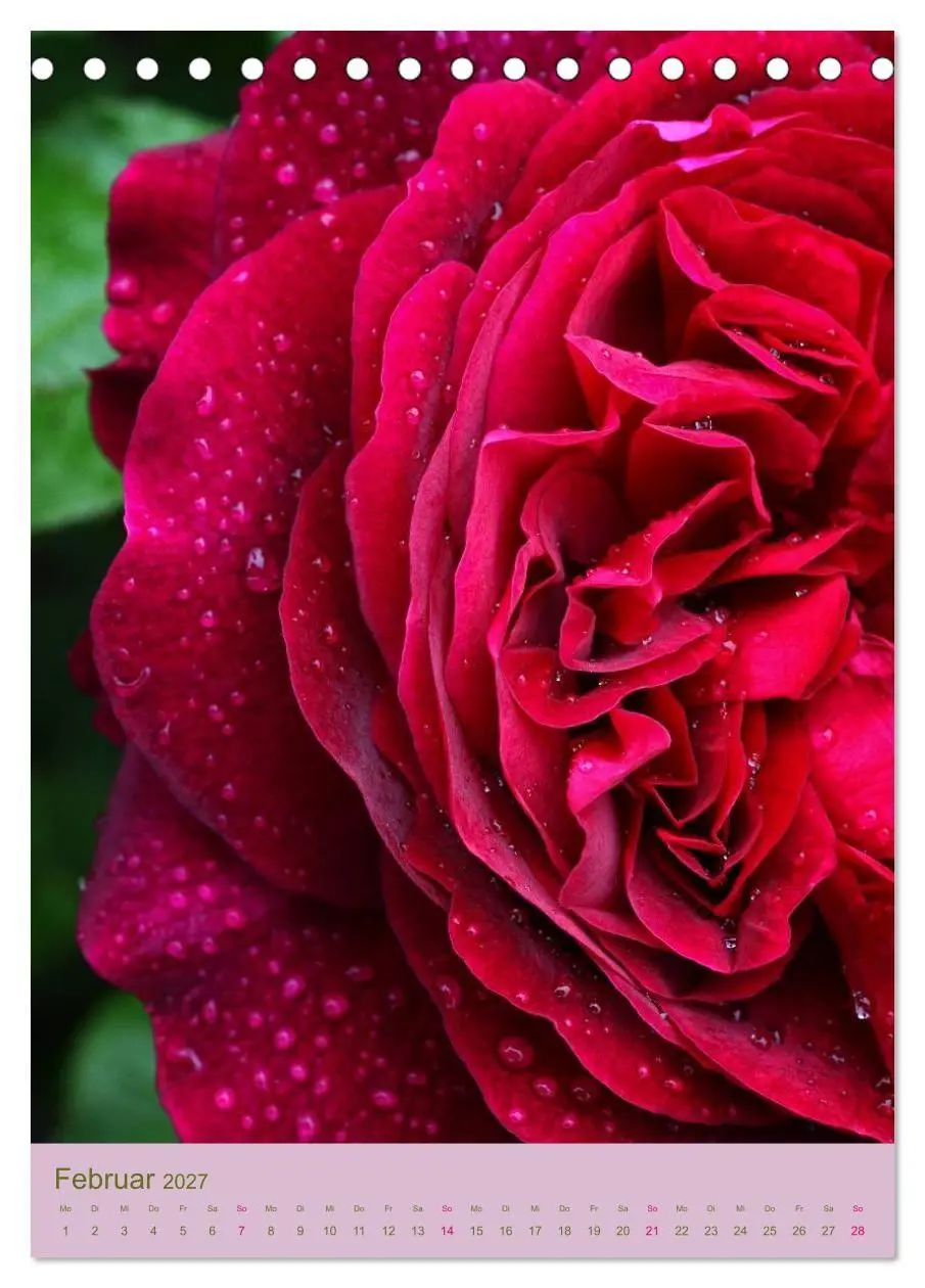 Bild: 9783594050903 | Rosen Symphonie (Tischkalender 2027 DIN A5 hoch), CALVENDO...