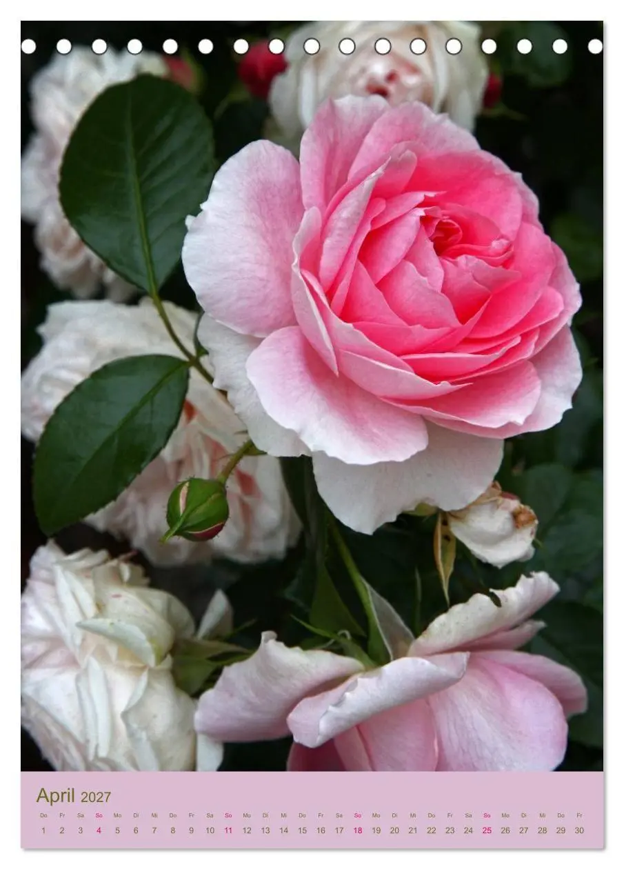 Bild: 9783594050903 | Rosen Symphonie (Tischkalender 2027 DIN A5 hoch), CALVENDO...