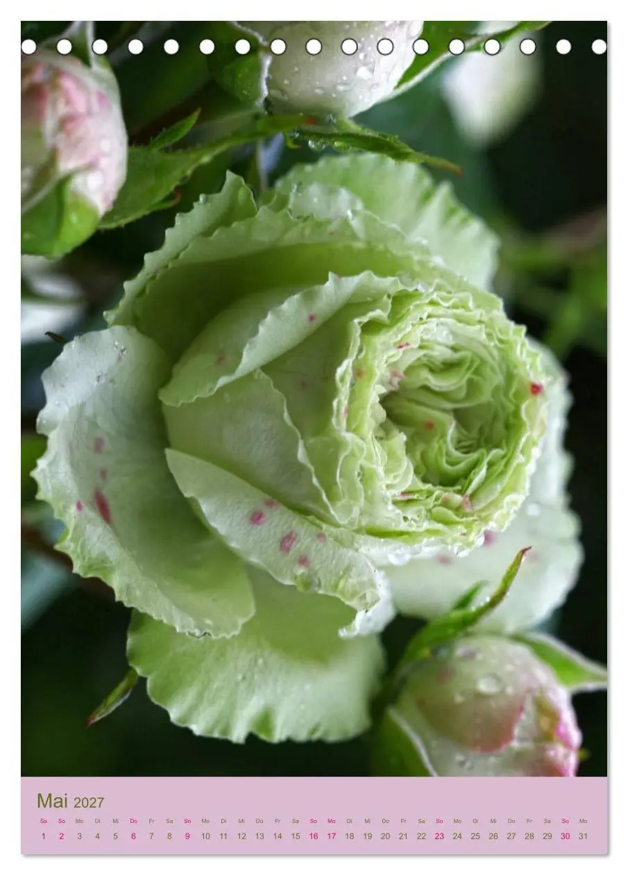 Bild: 9783594050903 | Rosen Symphonie (Tischkalender 2027 DIN A5 hoch), CALVENDO...