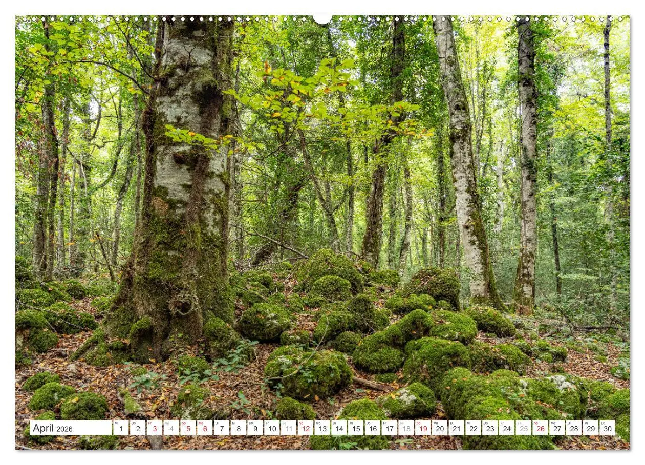 Bild: 9783457321003 | Italien - Apulien (Wandkalender 2026 DIN A2 quer), CALVENDO...
