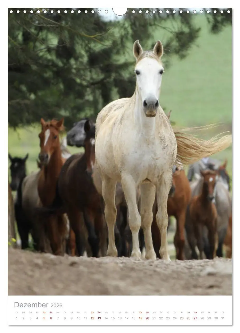 Bild: 9783516411003 | Caballos - Die schönen Pferde Spaniens (Wandkalender 2026 DIN A3...