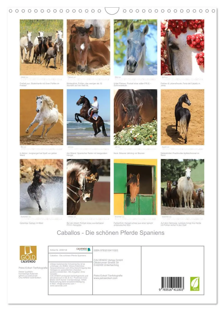 Bild: 9783516411003 | Caballos - Die schönen Pferde Spaniens (Wandkalender 2026 DIN A3...