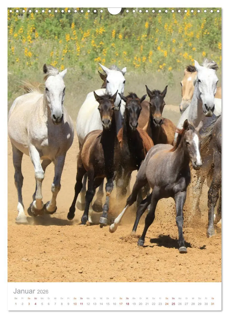 Bild: 9783516411003 | Caballos - Die schönen Pferde Spaniens (Wandkalender 2026 DIN A3...