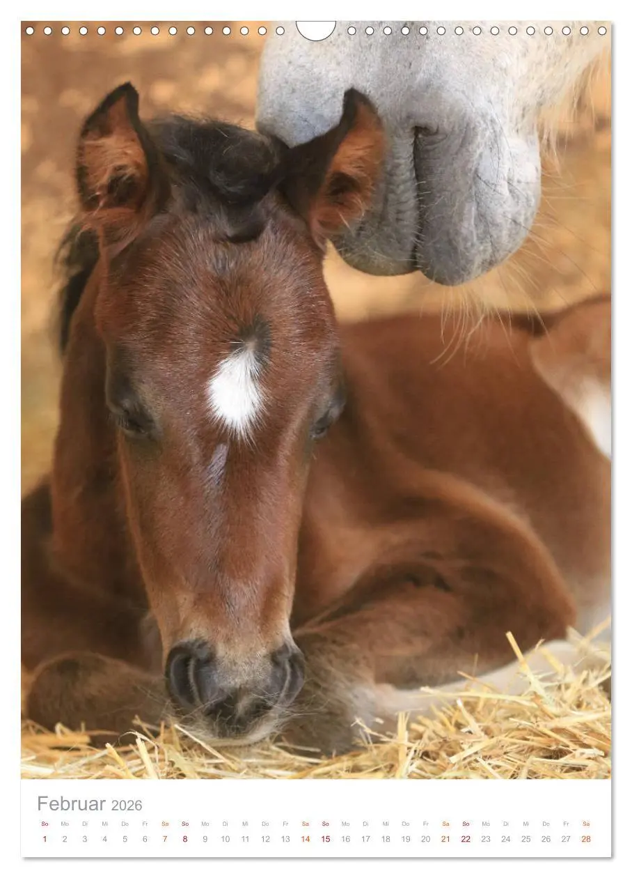 Bild: 9783516411003 | Caballos - Die schönen Pferde Spaniens (Wandkalender 2026 DIN A3...