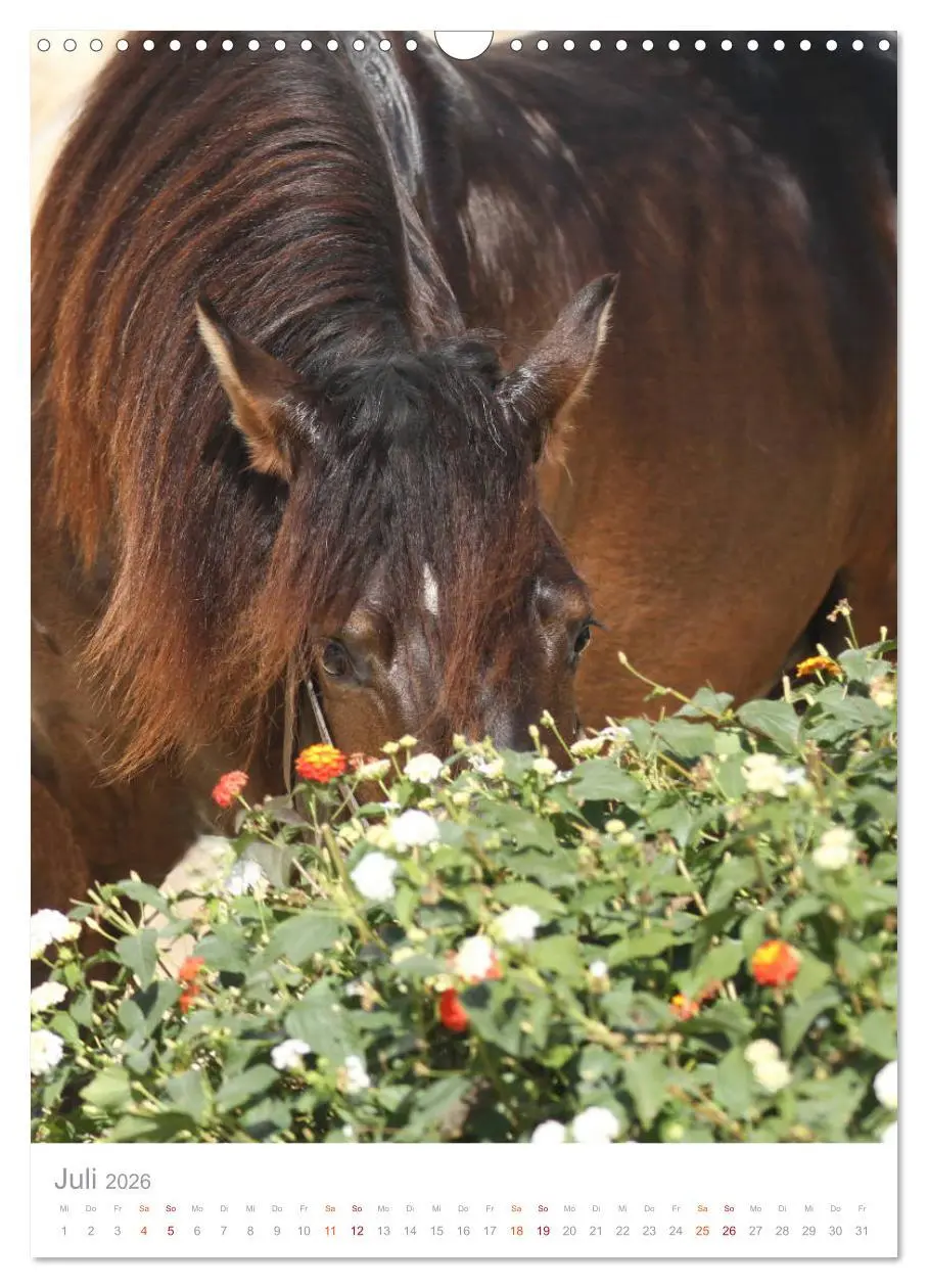 Bild: 9783516411003 | Caballos - Die schönen Pferde Spaniens (Wandkalender 2026 DIN A3...
