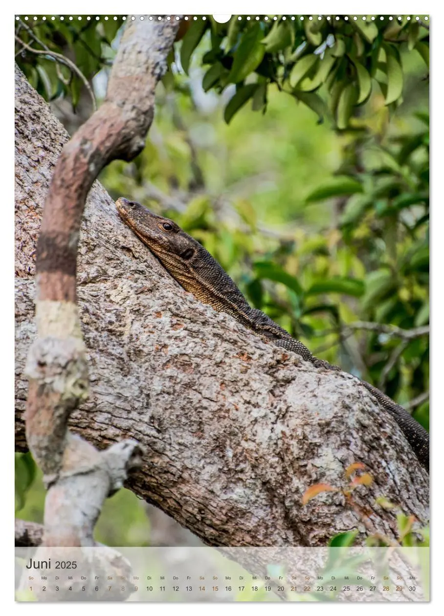 Bild: 9783435911103 | BORNEO Bedrohtes Paradies (Wandkalender 2025 DIN A2 hoch), CALVENDO...