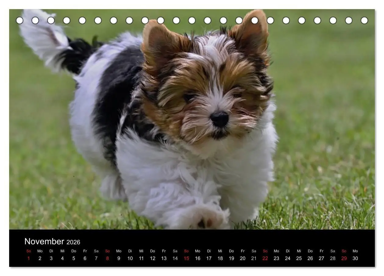 Bild: 9783516021103 | Mit dem Yorki durch das Jahr 2026 (Tischkalender 2026 DIN A5 quer),...