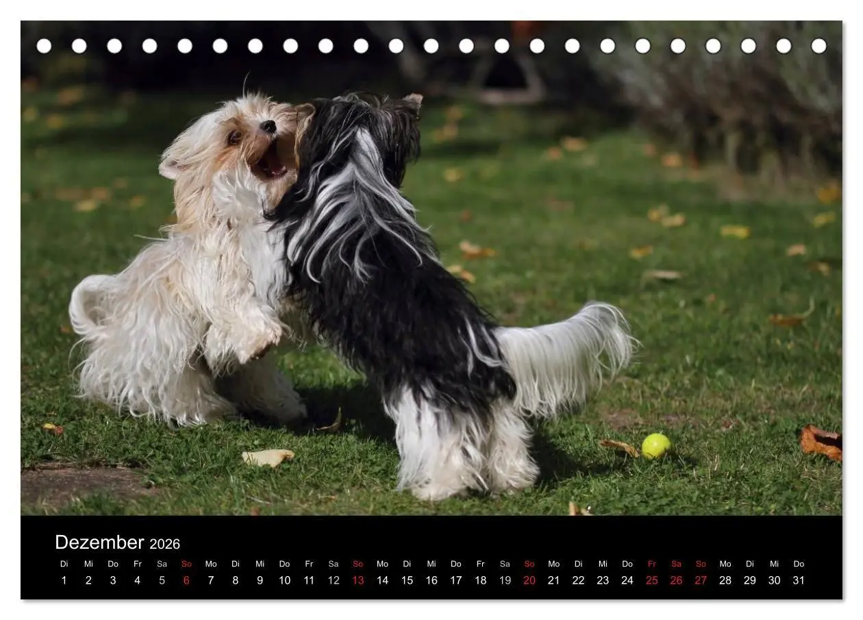 Bild: 9783516021103 | Mit dem Yorki durch das Jahr 2026 (Tischkalender 2026 DIN A5 quer),...