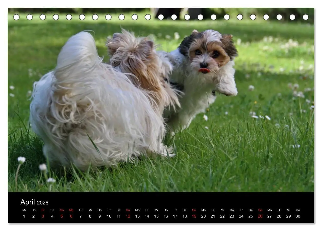 Bild: 9783516021103 | Mit dem Yorki durch das Jahr 2026 (Tischkalender 2026 DIN A5 quer),...
