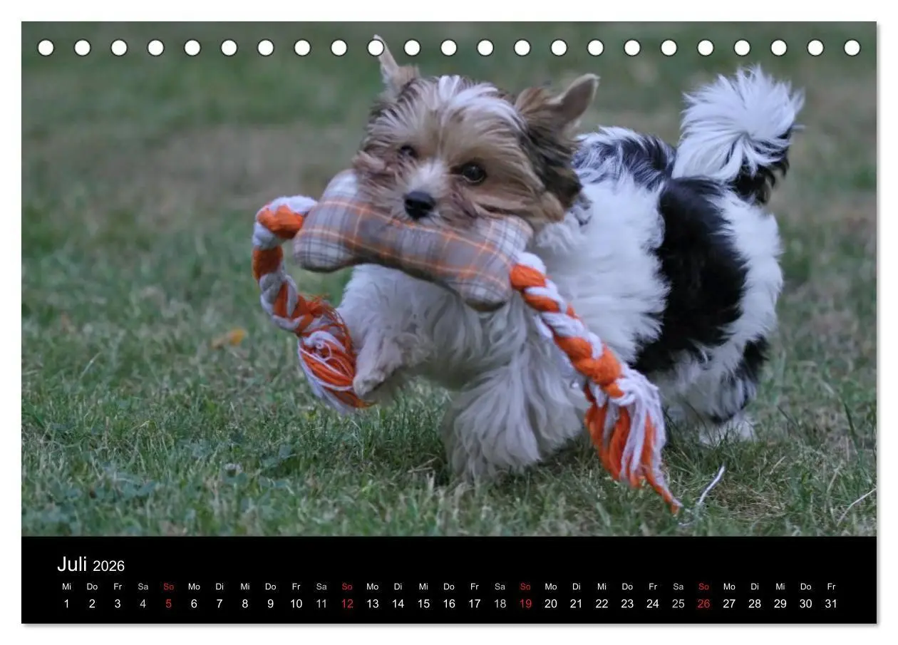 Bild: 9783516021103 | Mit dem Yorki durch das Jahr 2026 (Tischkalender 2026 DIN A5 quer),...