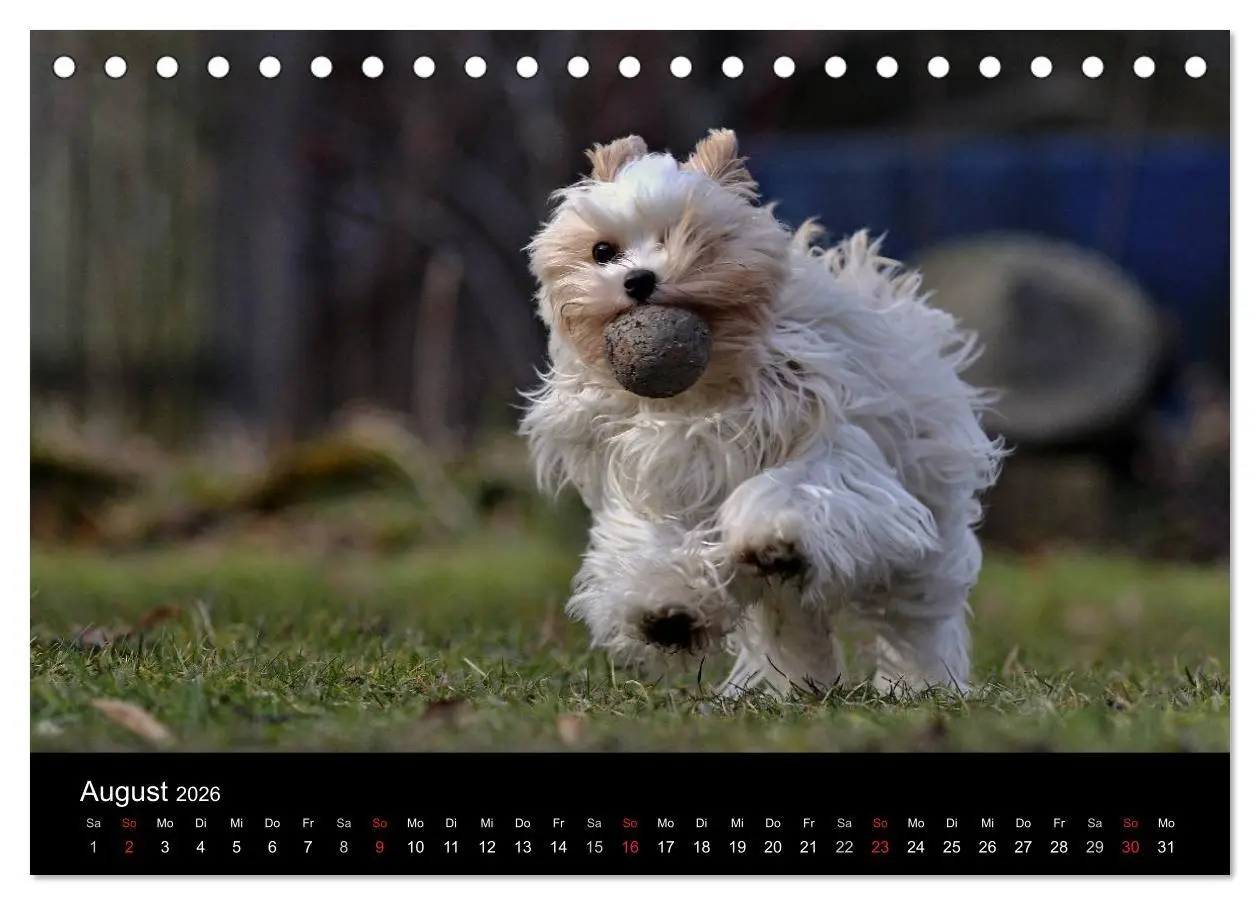 Bild: 9783516021103 | Mit dem Yorki durch das Jahr 2026 (Tischkalender 2026 DIN A5 quer),...