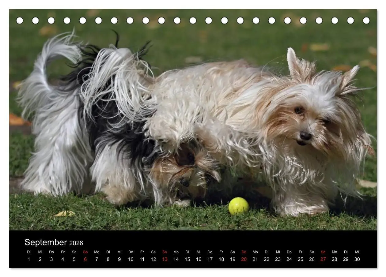 Bild: 9783516021103 | Mit dem Yorki durch das Jahr 2026 (Tischkalender 2026 DIN A5 quer),...