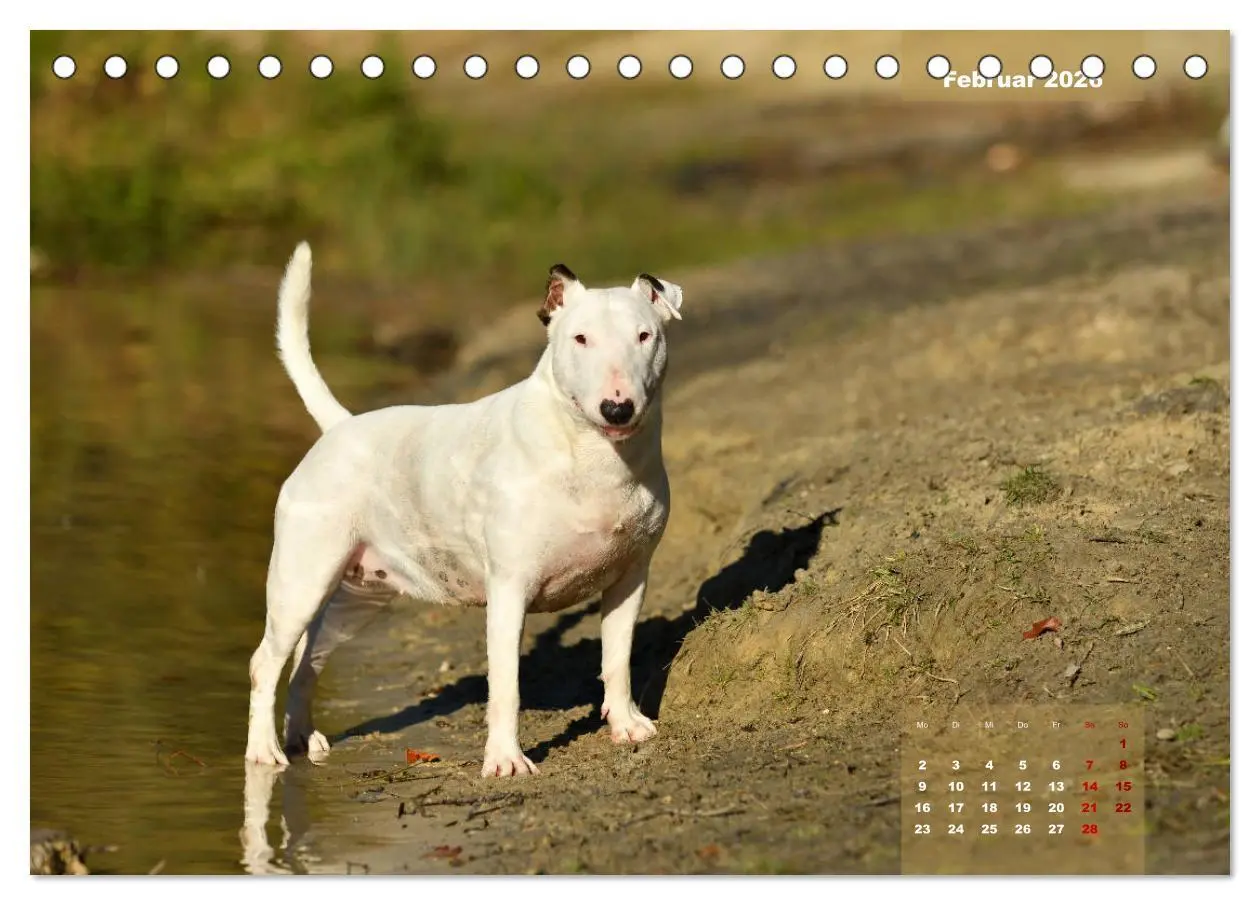 Bild: 9783457841303 | Bullterrier 2026 Frech und fröhlich durch das Jahr (Tischkalender...