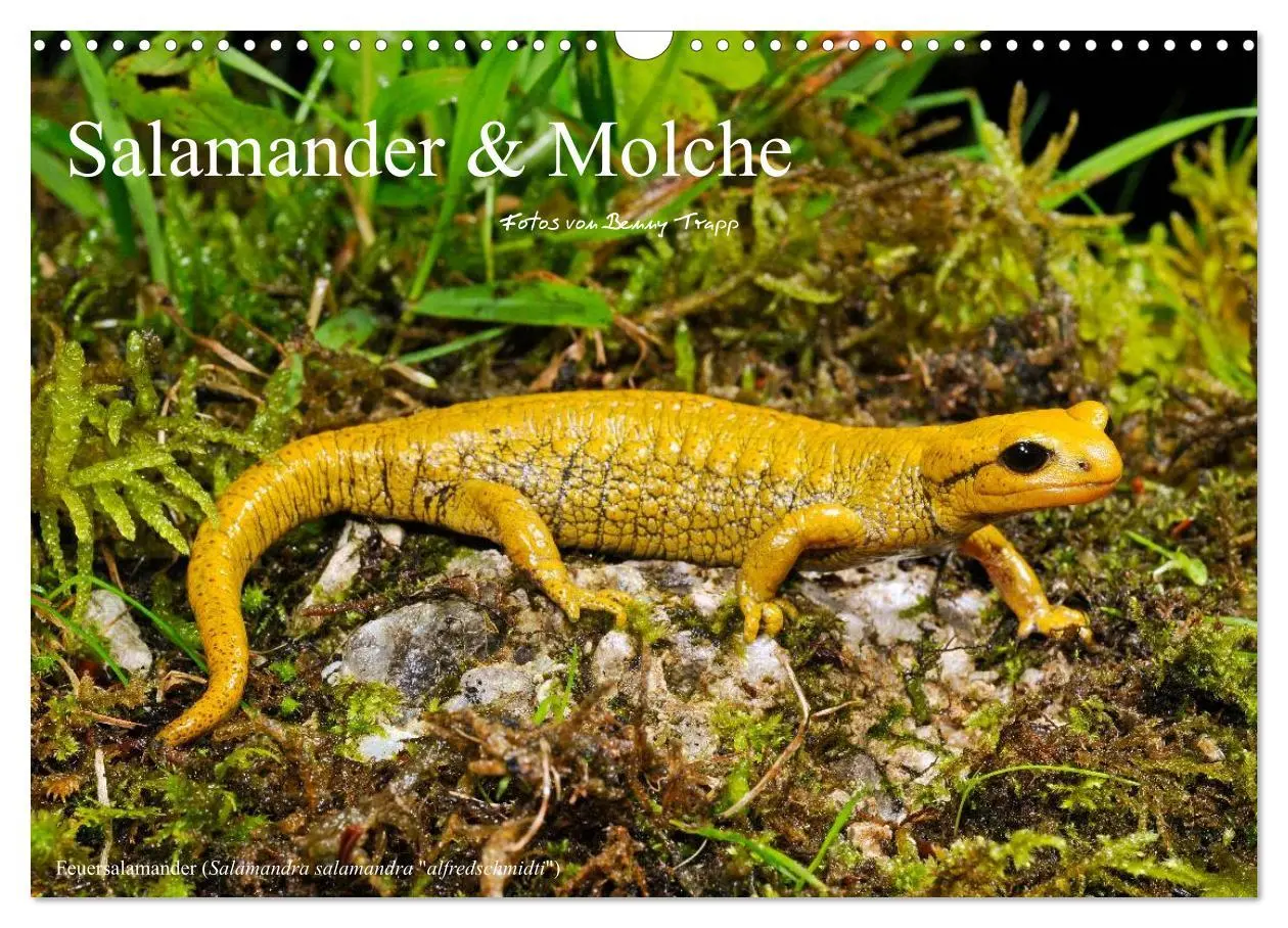Cover: 9783516171303 | Salamander und Molche (Wandkalender 2026 DIN A3 quer), CALVENDO...