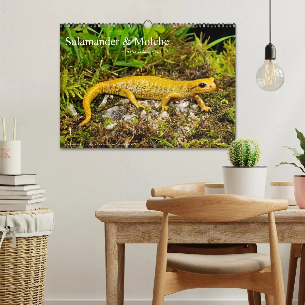 Bild: 9783516171303 | Salamander und Molche (Wandkalender 2026 DIN A3 quer), CALVENDO...