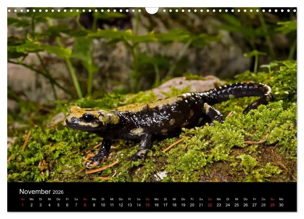 Bild: 9783516171303 | Salamander und Molche (Wandkalender 2026 DIN A3 quer), CALVENDO...