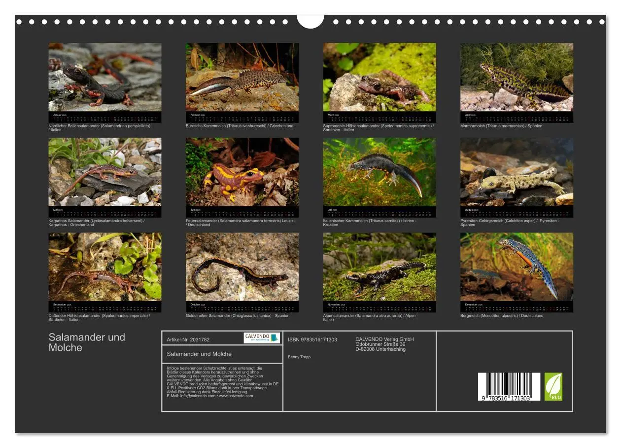 Bild: 9783516171303 | Salamander und Molche (Wandkalender 2026 DIN A3 quer), CALVENDO...