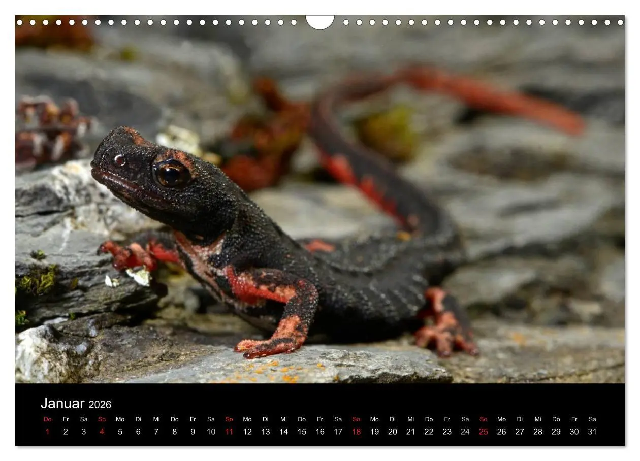 Bild: 9783516171303 | Salamander und Molche (Wandkalender 2026 DIN A3 quer), CALVENDO...