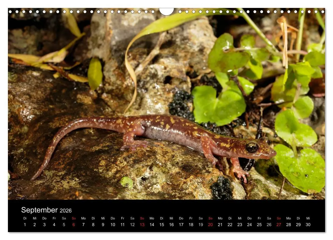 Bild: 9783516171303 | Salamander und Molche (Wandkalender 2026 DIN A3 quer), CALVENDO...