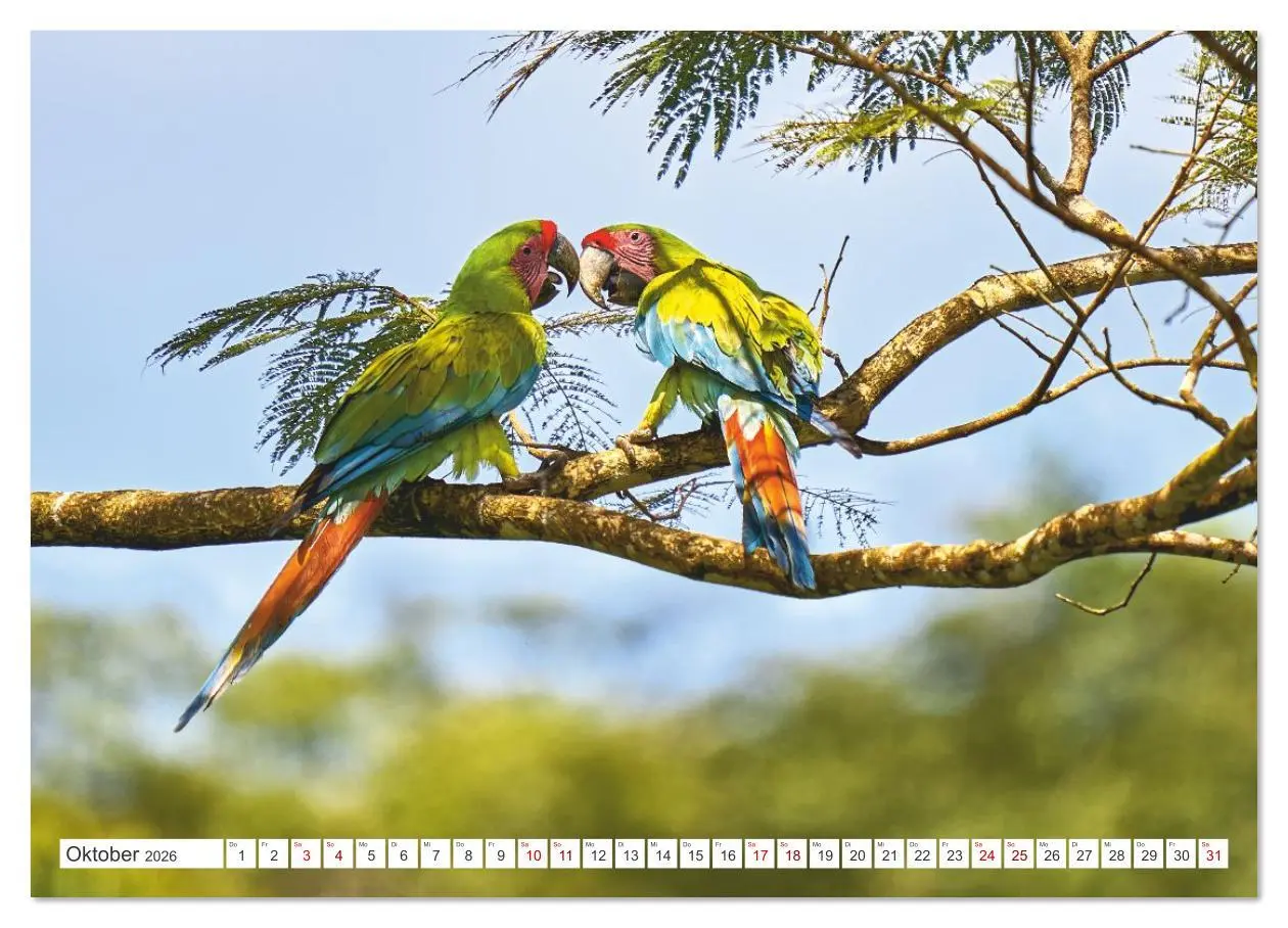 Bild: 9783516621303 | Costa Ricas gefiederte Pracht (Wandkalender 2026 DIN A3 quer),...