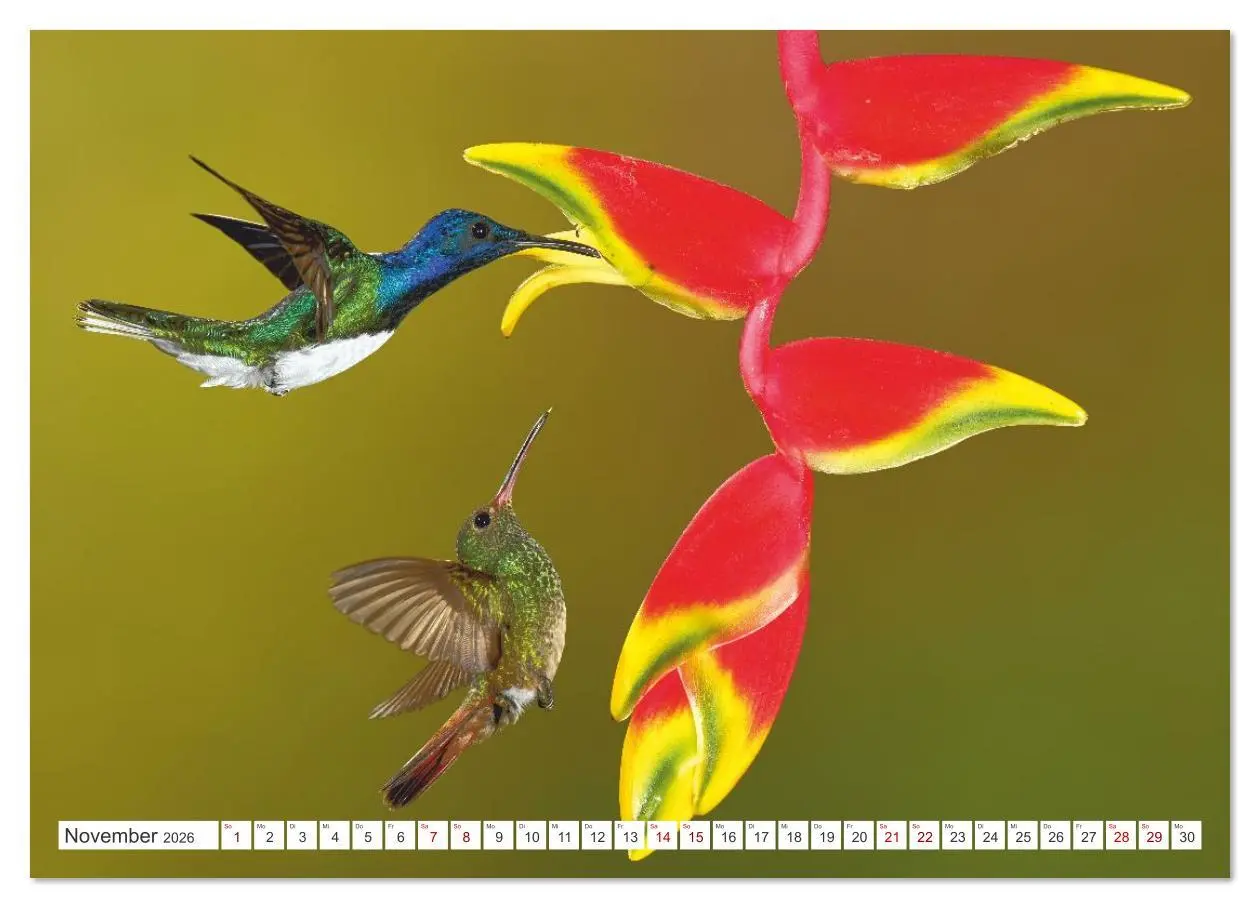 Bild: 9783516621303 | Costa Ricas gefiederte Pracht (Wandkalender 2026 DIN A3 quer),...