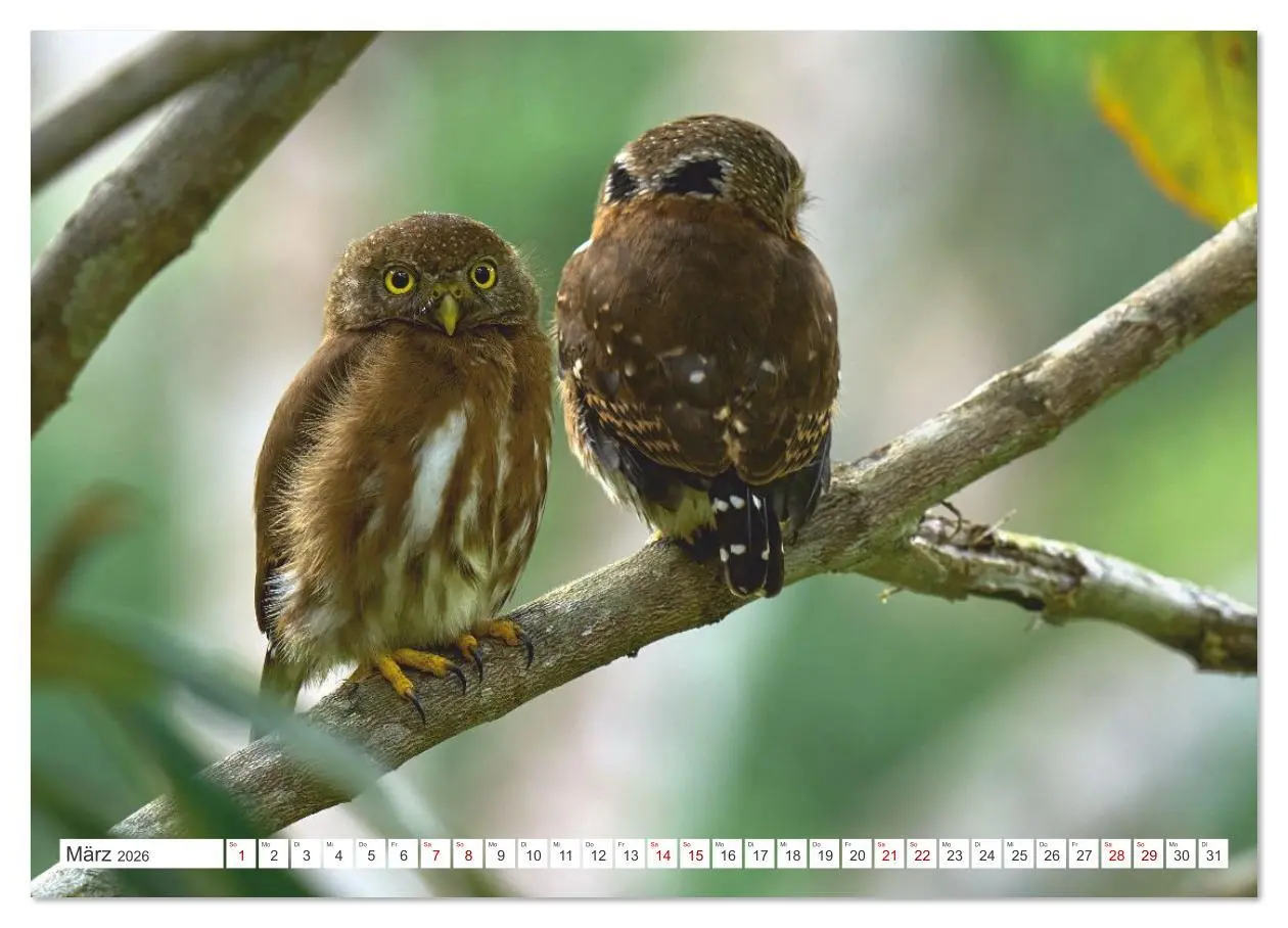 Bild: 9783516621303 | Costa Ricas gefiederte Pracht (Wandkalender 2026 DIN A3 quer),...