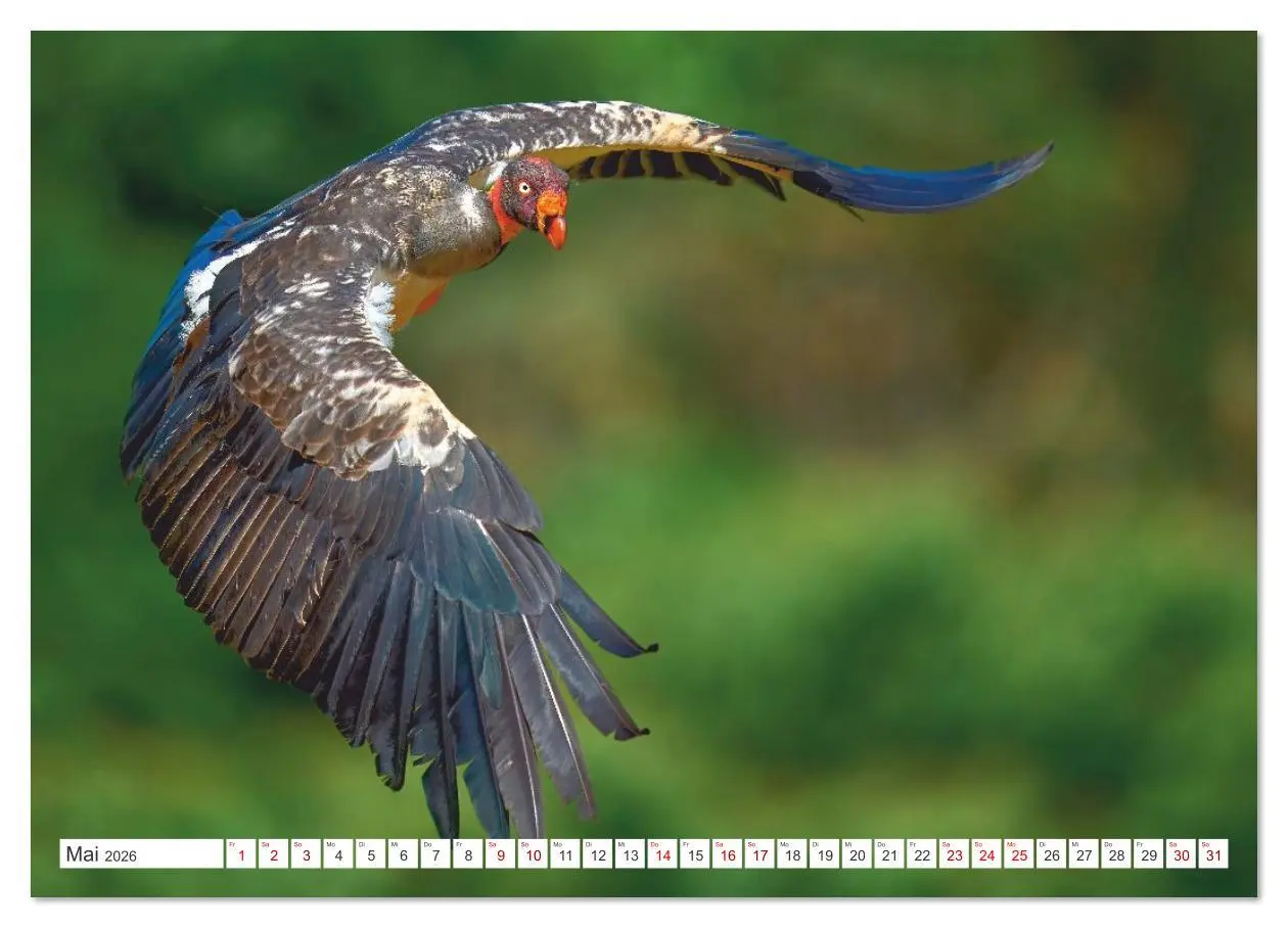 Bild: 9783516621303 | Costa Ricas gefiederte Pracht (Wandkalender 2026 DIN A3 quer),...