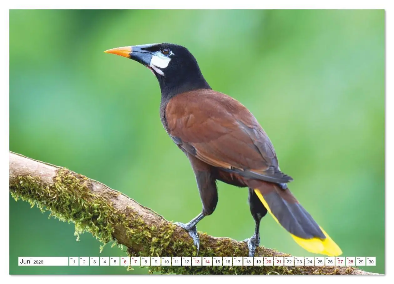 Bild: 9783516621303 | Costa Ricas gefiederte Pracht (Wandkalender 2026 DIN A3 quer),...