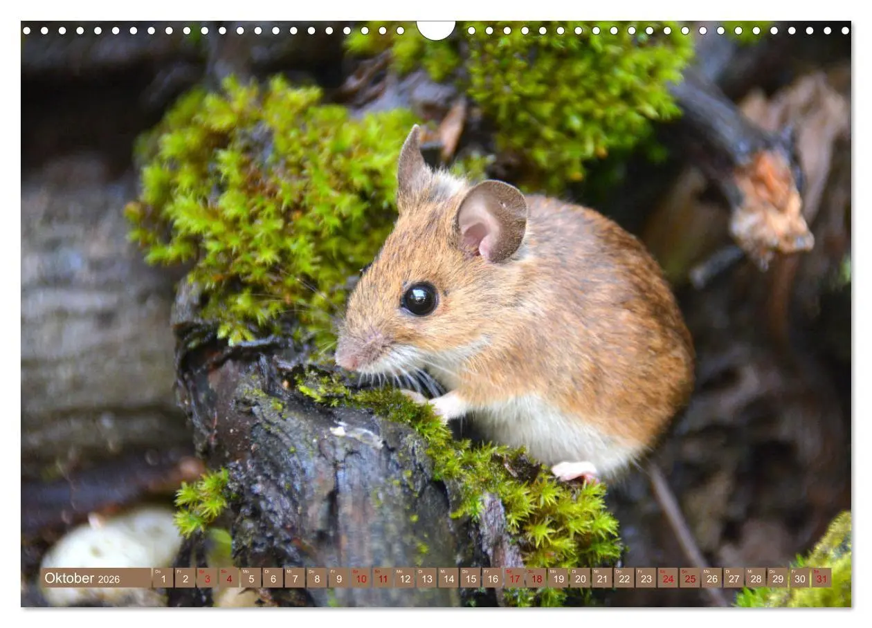 Bild: 9783457901403 | Grüsse von der Maus! (Wandkalender 2026 DIN A3 quer), CALVENDO...