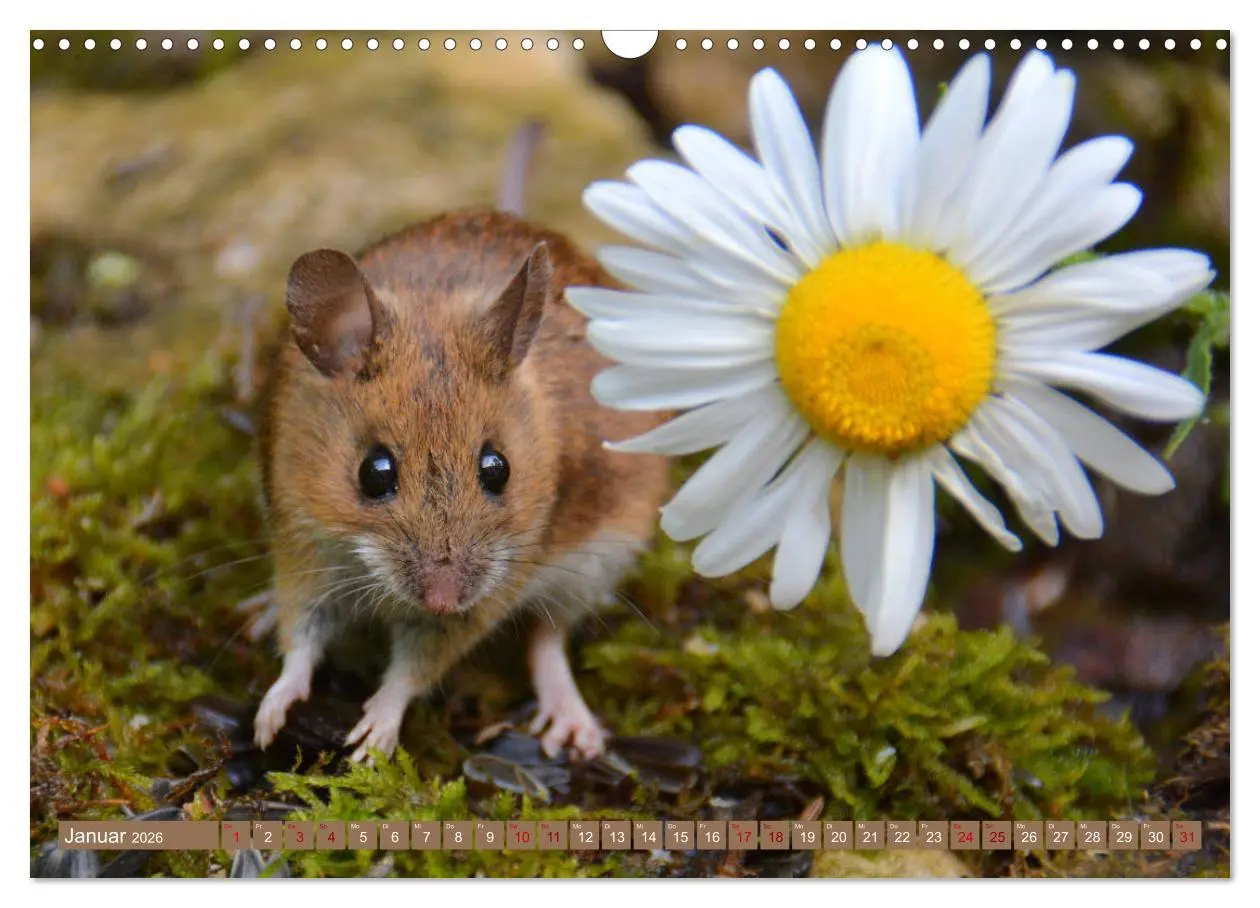 Bild: 9783457901403 | Grüsse von der Maus! (Wandkalender 2026 DIN A3 quer), CALVENDO...