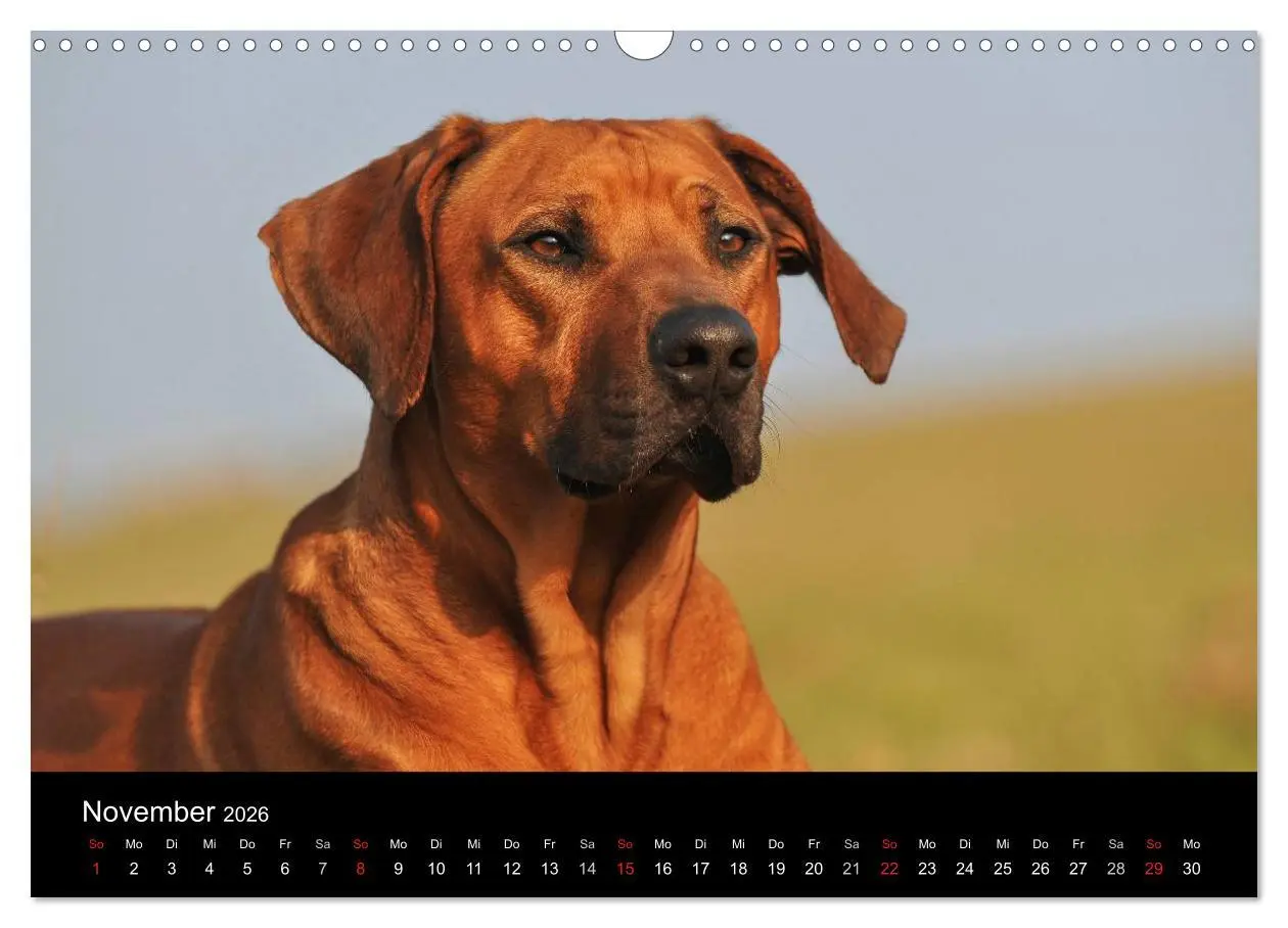 Bild: 9783516161403 | Rhodesian Ridgeback 2026 (Wandkalender 2026 DIN A3 quer), CALVENDO...