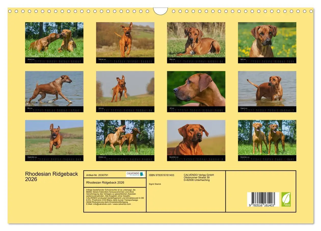 Bild: 9783516161403 | Rhodesian Ridgeback 2026 (Wandkalender 2026 DIN A3 quer), CALVENDO...
