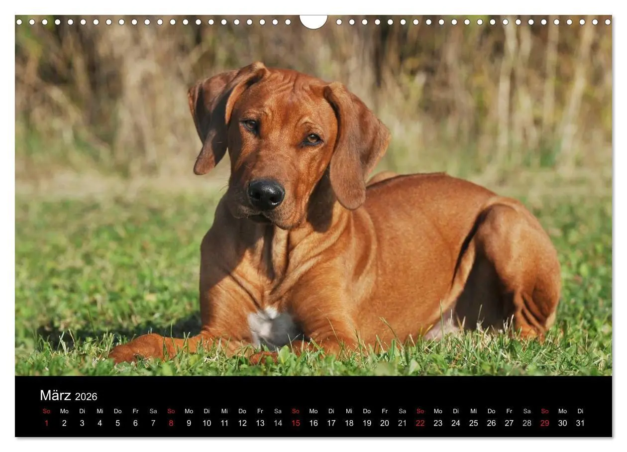 Bild: 9783516161403 | Rhodesian Ridgeback 2026 (Wandkalender 2026 DIN A3 quer), CALVENDO...